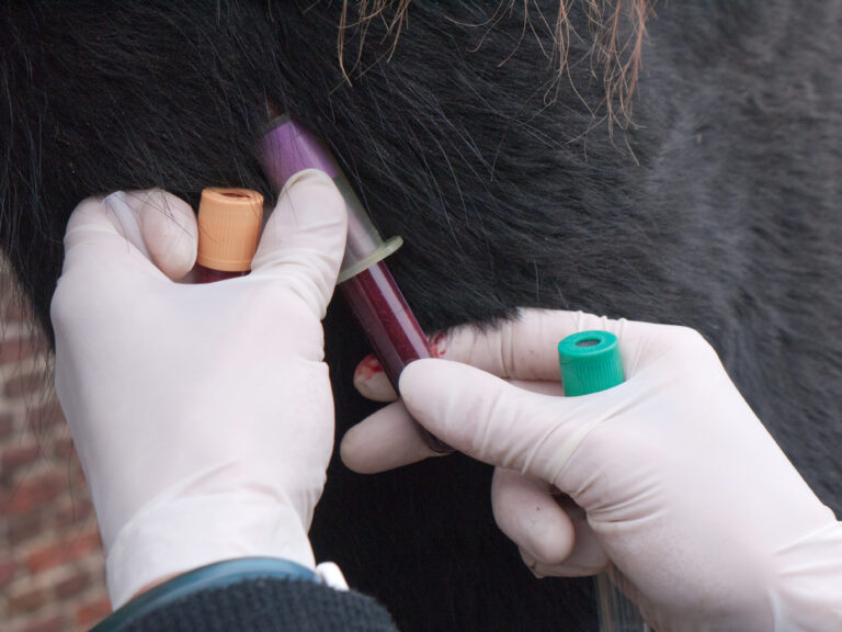 Veterinarian takes blood from a Friesian horse from the neck vein with vacutainer blood tubes