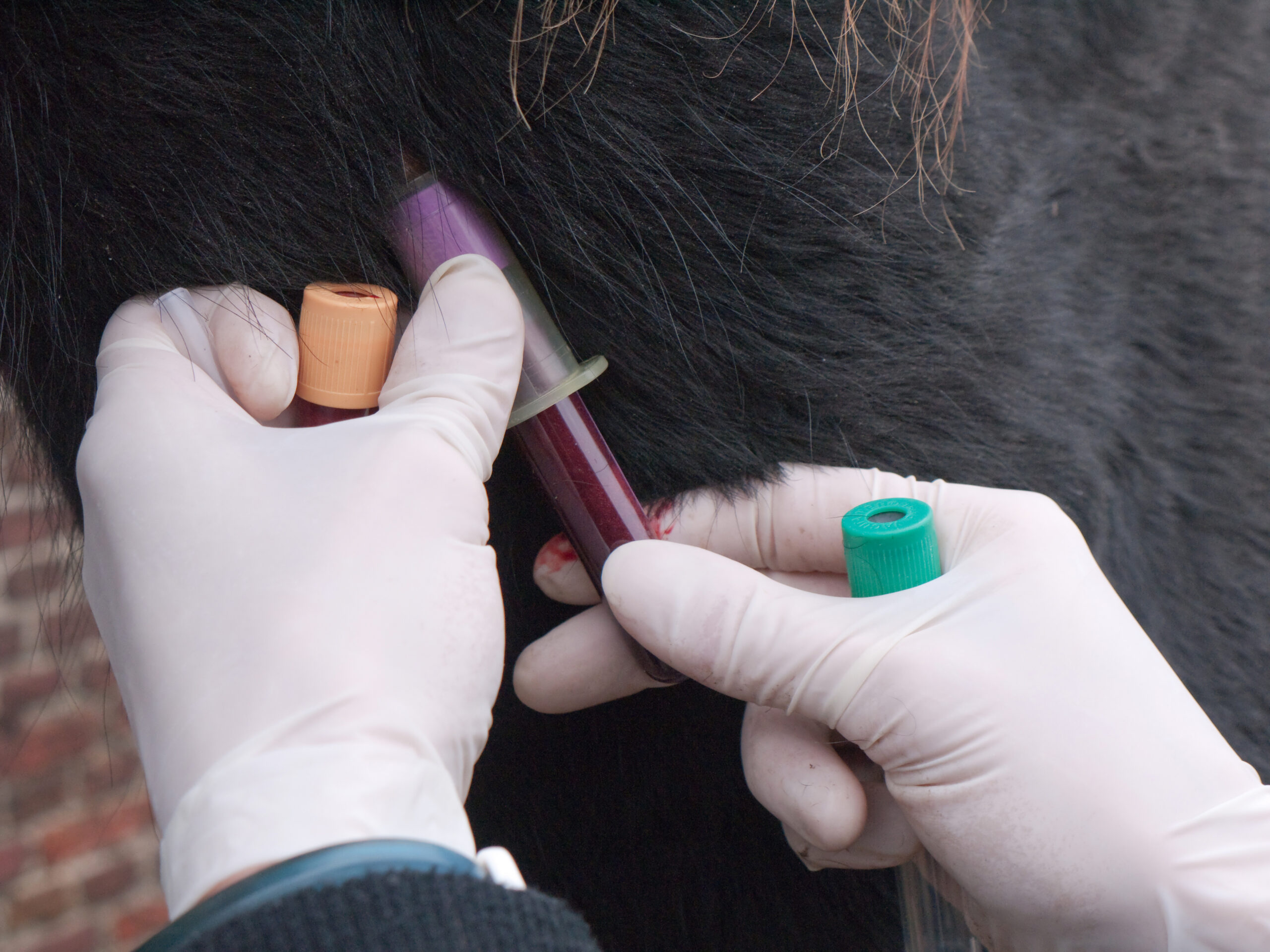 Veterinarian takes blood from a Friesian horse from the neck vein with vacutainer blood tubes