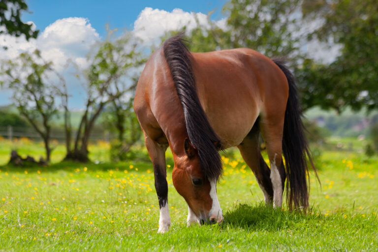 Pretty bay coloured pony grazing happily in field on a Spring day in rural Shropshire, fat and shiny looking  very content with life