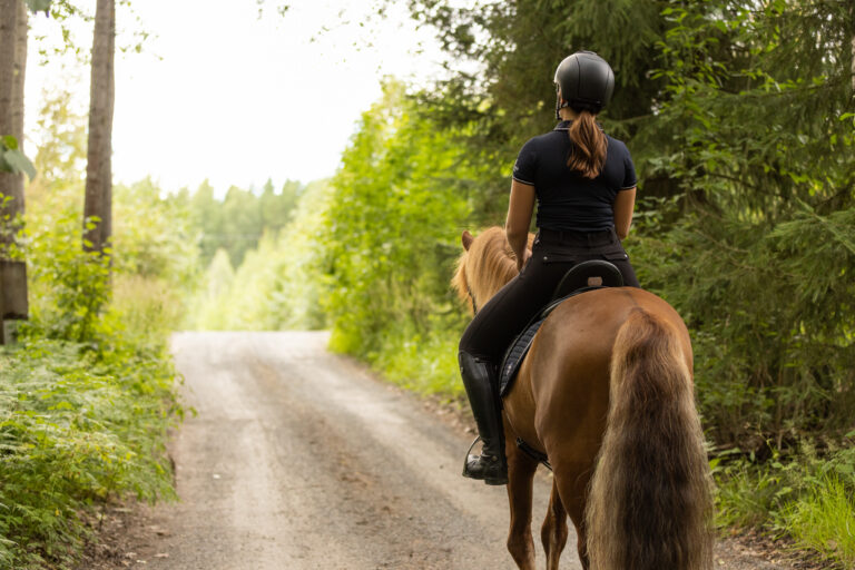 Icelandic horse with female rider on saddle. Rider wearing helmet