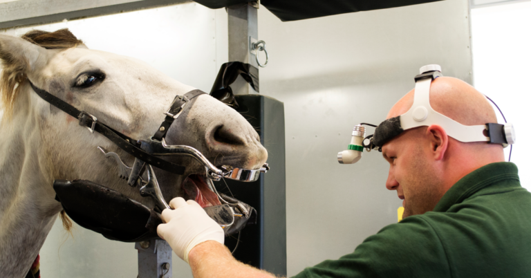 Horse Dentist Getty