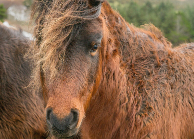 PPID Cushing's disease long curly hair coat horse