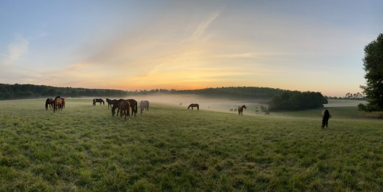 grazing horses sunrise microbiome