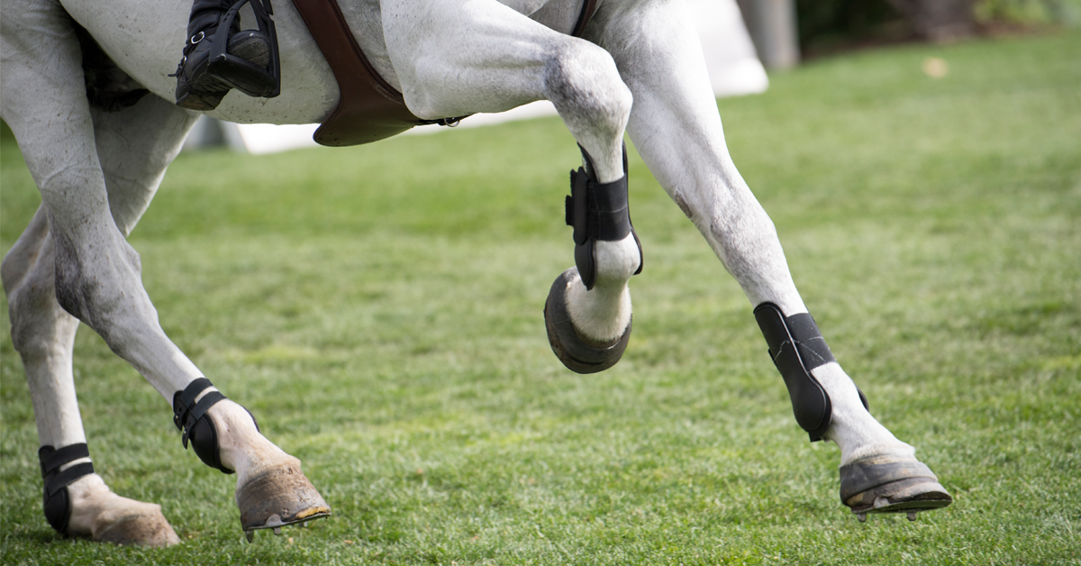 horse cantering getty