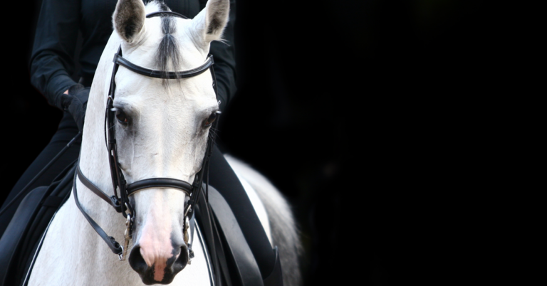 senior performance horse