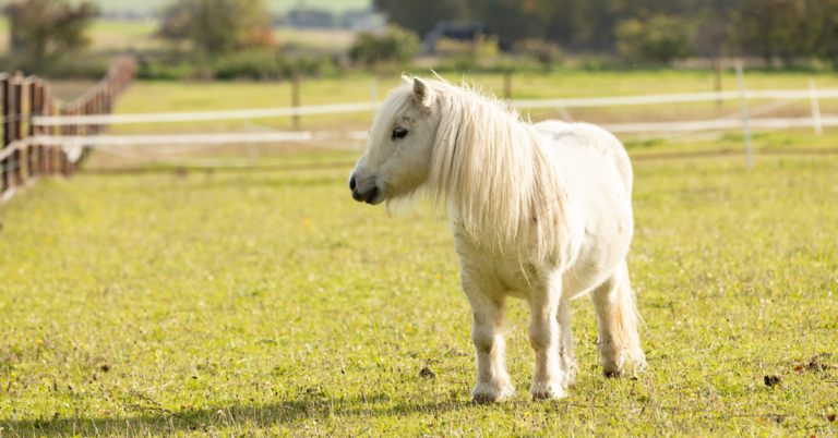 senior pony