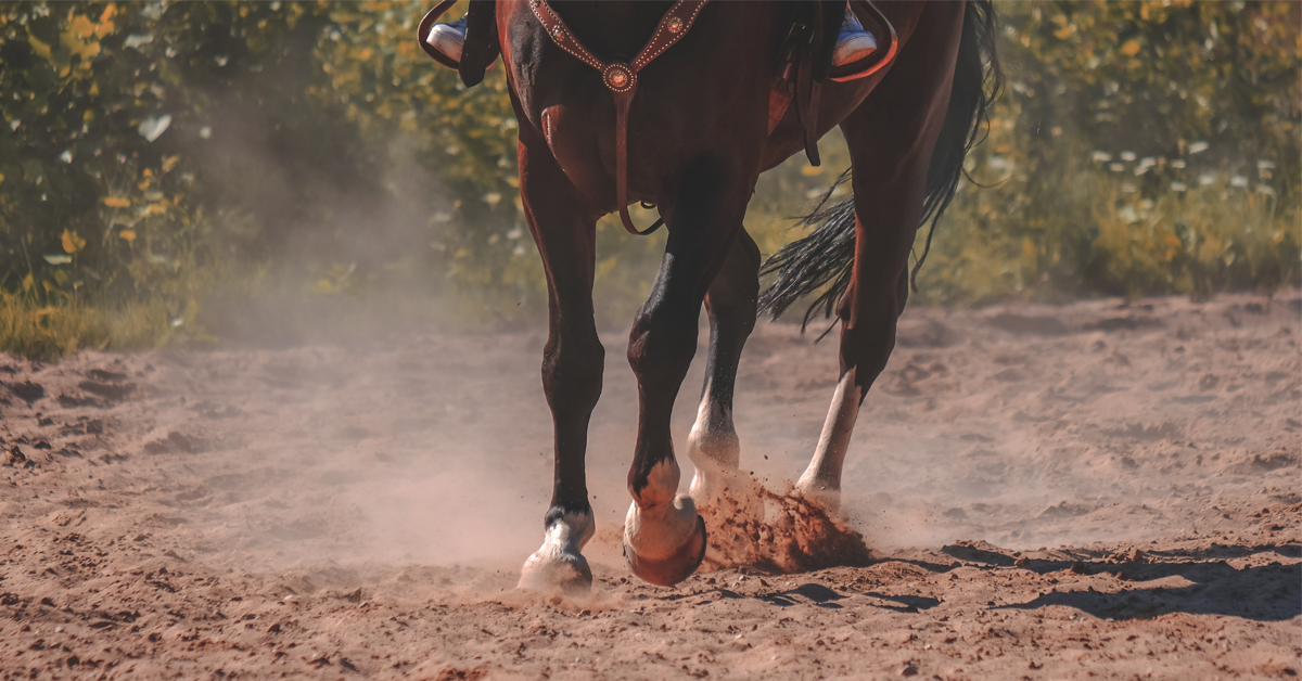 Horse Legs Getty