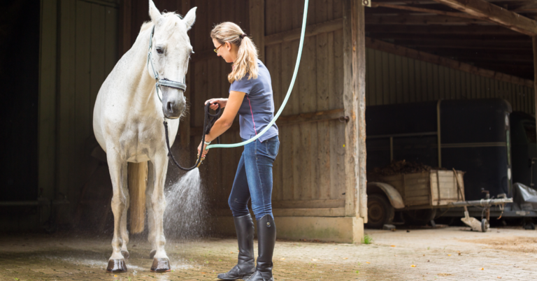 Horse hosing off Getty
