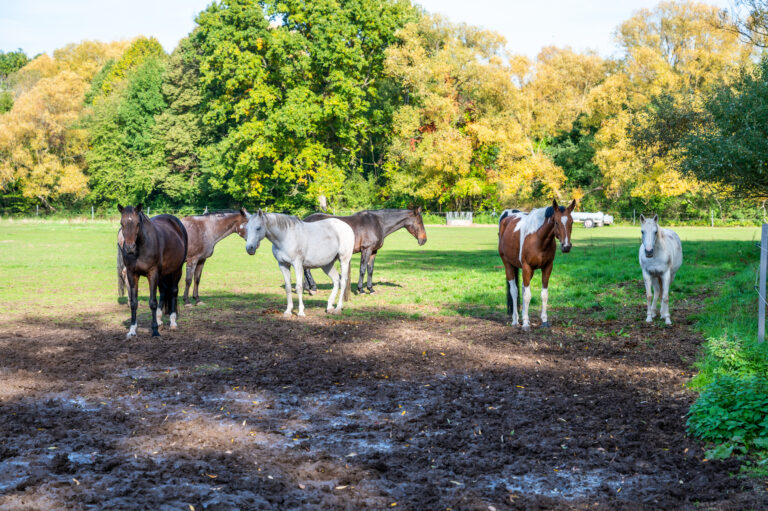 aged horses herd of senior equids