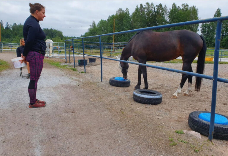 equine REM sleep and training Finland research