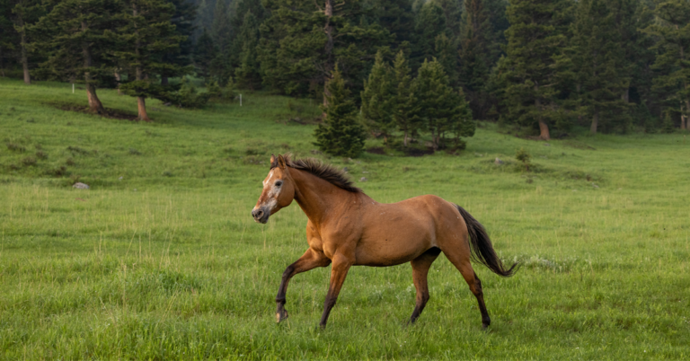 senior horse running adobe