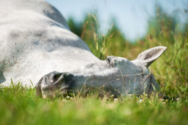 Gray horse sleeping in the grass.