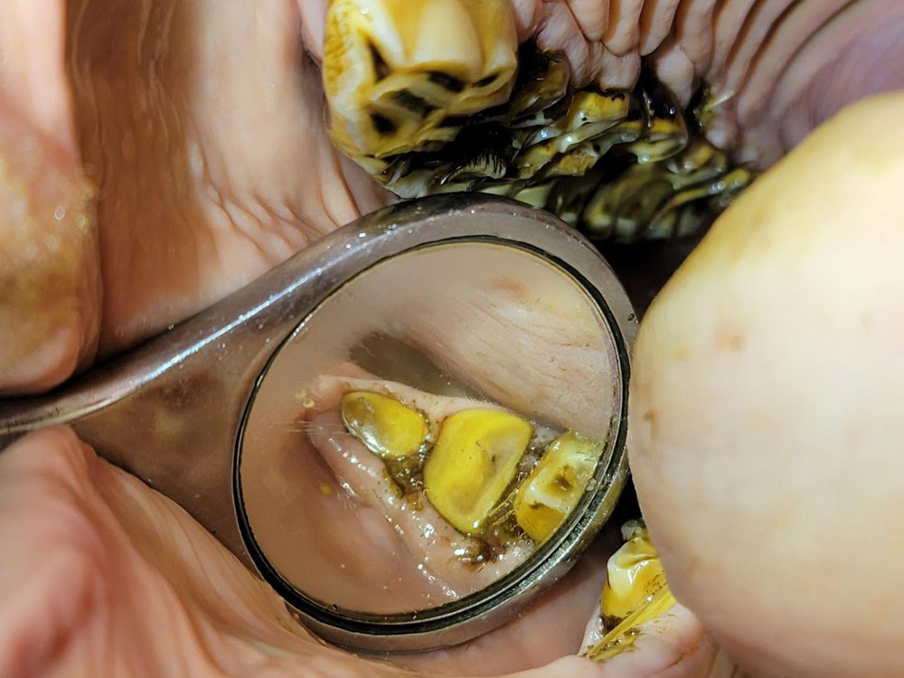 Smooth and cupped teeth in a senior horse's mouth.