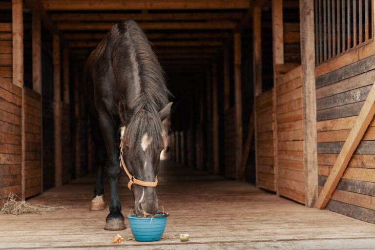 Horse eating vegetables and fruits from bucket in stable