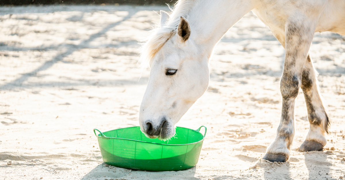 Horse-Eating-Adobe-Stock