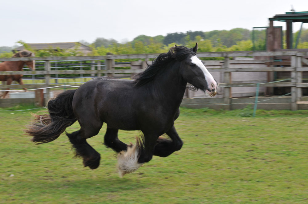 senior safety Tinsel at Redwings after recovery