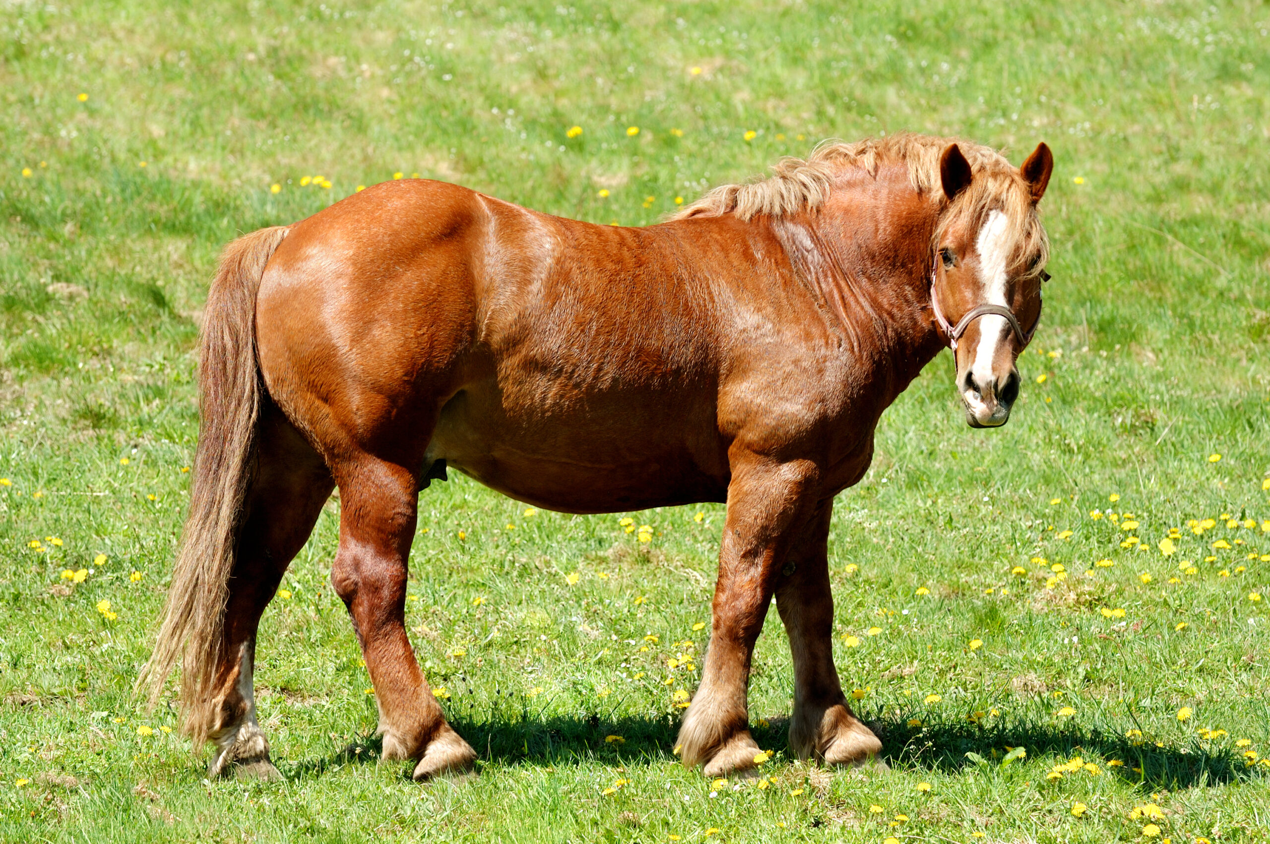 fat horse standing in field, equine metabolic syndrome, laminitis, insulin dysregulation