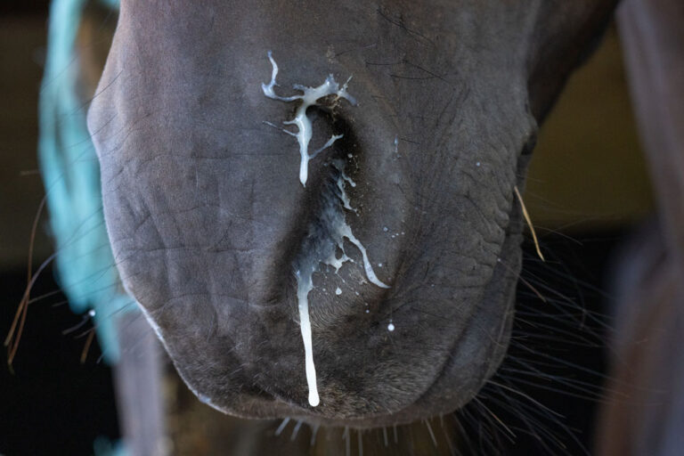 sinus nasal discharge closeup horse