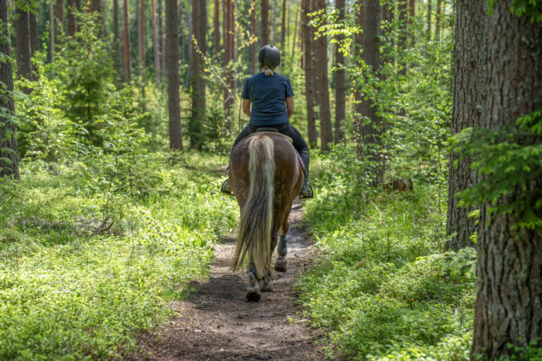 retired horse on trail ride