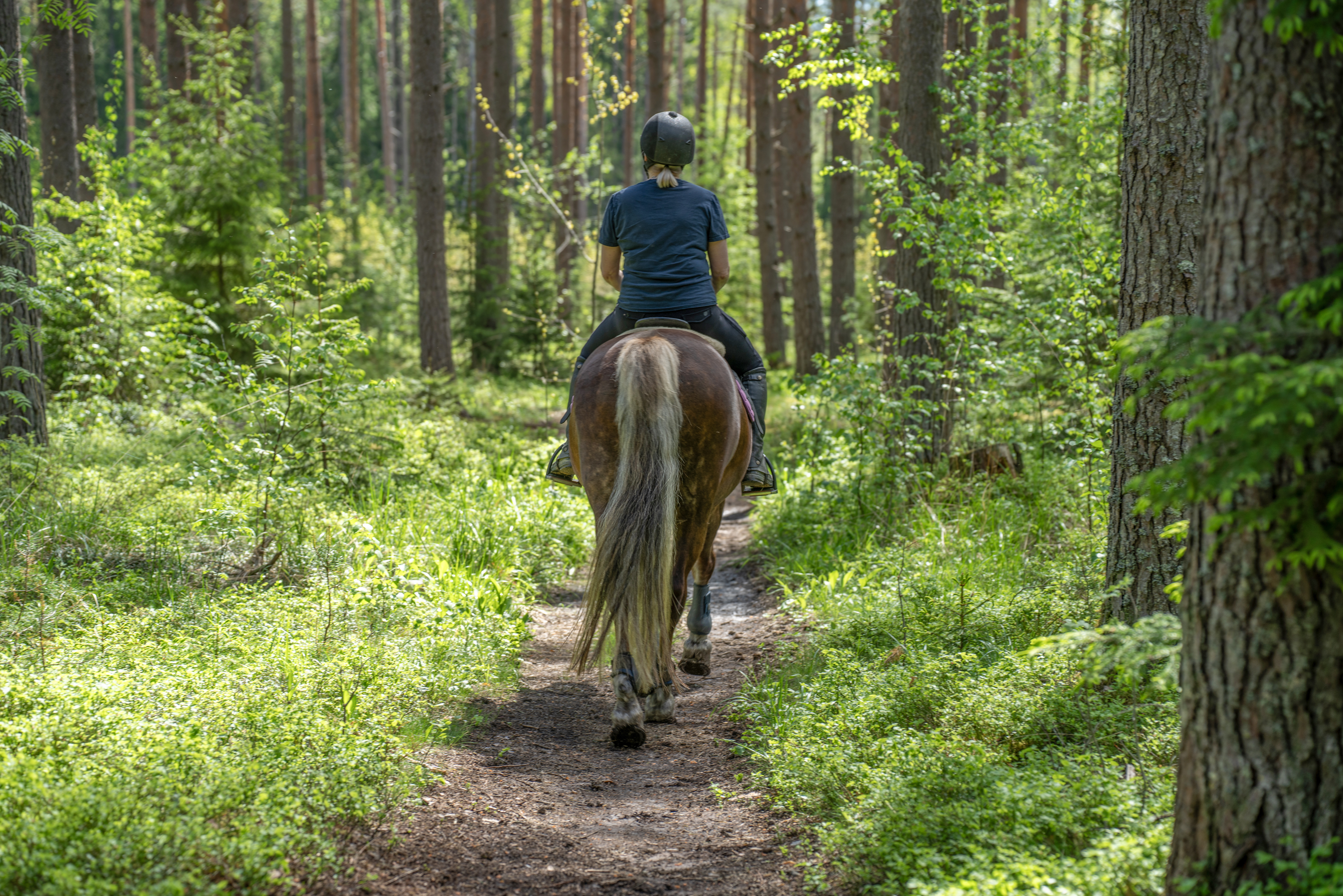 retired horse on trail ride
